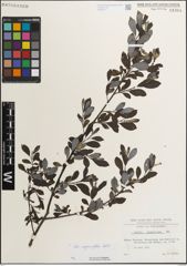 Foto von Salix myrsinifolia Salisb.